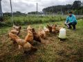 quintana. granja de recuperaciÃ³n de gallinas de mos con el candidato al ayuntamiento de arteixo