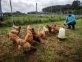 quintana. granja de recuperaciÃ³n de gallinas de mos con el candidato al ayuntamiento de arteixo