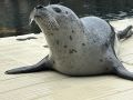 Jinzi, la nueva foca del Aquarium Finisterrae de A Coruña Jinzi, la nueva foca del Aquarium Finisterrae