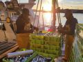Descarga de sardinas en el puerto de A Coruña