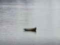 foca