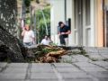 Una acera levantada por las raíces de un árbol en Ciudad Jardín