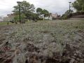 Los alérgicos pueden estar tranquilos ante las pelusas que cubren A Coruña: "Son semillas"