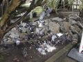 Doméstica, torcaz o tórtola: estos son los tipos de palomas que atormentan a los coruñeses
