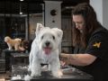 Peluquería canina Dogger en A Coruña 