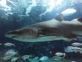 Tiburones 34