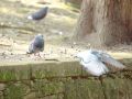 Palomas en un parque de A Coruña, en una imagen de 2018