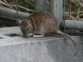 Ratón en la calle