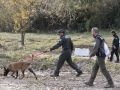 El Cuerpo de Agentes Rurales del Departamento de Interior y Seguridad Pública muestra cómo se trabaja con los agentes caninos en la localización de ejemplares de jabalíes infectados