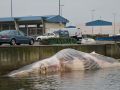 La ballena muerta permanece en la lámina de agua del muelle de Oza
