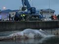 Rescate cuerpo ballena