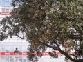 Hojas amarillas, junto a otras verdes, en una foto de ayer