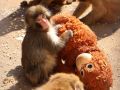 Punch juega con su inseparable peluche