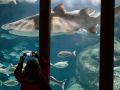 Una persona fotografía las especies del Aquarium