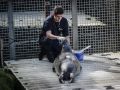Hansi es la foca más mayor del Aquairum Finisterrae