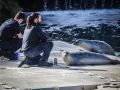 Algunas de las focas más veteranas del Aquarium
