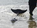 Cría de ballena en Santa Cristina