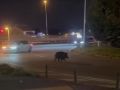 Jabalí en el puente de A Pasaxe