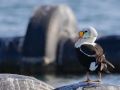 El eider real, una de las especies retratadas en los viajes a Noruegas