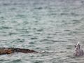 El biólogo marino Robert Marc Lehmann (d) examinó a la ballena el pasado marzo cuando estaba varada en las aguas del mar Báltico, cerca del puerto de Niendorf