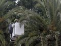 FumigaciÃ³n del picudo en las palmeras de MÃ©ndez NÃºÃ±ez