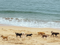 Perros en la playa del Orzán este miércoles