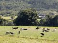 Varias vacas pastan en una explotación ganadera en la provincia de A Coruña