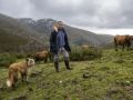Un ganadero ourensano con sus vacas en Maceda