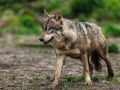UniÃ³n de Uniones pide al MITECO la activaciÃ³n de reuniones periÃ³dicas para plantear la postura de EspaÃ±a en la protecciÃ³n del lobo ante la propuesta de la ComisiÃ³n Europea de rebajarla.AB PHOTOGRAPHY26/12/2023