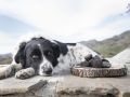 Un perro trufero descansa tras una jornada en los montes de Huesca