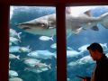 El tiburón Gastón en la Casa de los Peces
