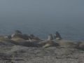 Encuentro con una colonia de morsas en Svalbard