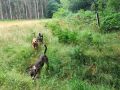 Los perros sueltos por la zona