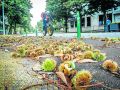 Castañas en el suelo, este viernes, en la avenida Salvador de Madariaga