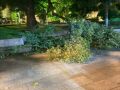 Pánico en la Pulpeira de Melide: un árbol cae durante el servicio de cenas y golpea el cuello de un cliente WhatsApp Image 2026-09-03 at 22.34.01