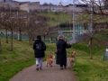 perros