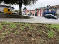 Culleredo urge "soluciones" ante la "invasión" de jabalíes en A Corveira, Vilaboa y O Burgo Daños causados por los jabalíes en A Corveira