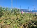 El propietario de la finca muestra los daños provocados por los jabalíes