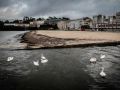 Cisnes en la playa urbana de Sada