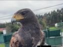 Águila perdida en O Burgo