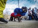 Una de las mascotas participantes