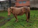 Uno de los caballos parcialmente abandonados en Meicende