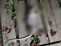 RATA MUERTA LUGAR COVELO 22