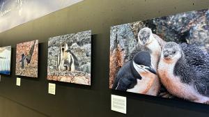 «Unha historia de pingüíns»