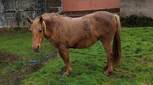 Uno de los caballos parcialmente abandonados en Meicende