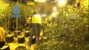 Dos detenidos y un cultivo de 305 plantas de marihuana desmantelado en Cambre