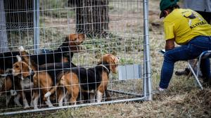 Los mejores perros de caza se reunieron este domingo en la finca As Quintás de Abegondo