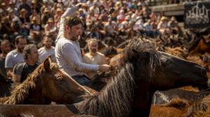 Un aloitador trabaja con los caballos en la Rapa das Bestas en Sabucedo