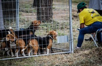 Los mejores perros de caza se reunieron este domingo en la finca As Quintás de Abegondo
