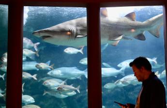El tiburón nadaba como el rey de la sala en medio de cientos de peces